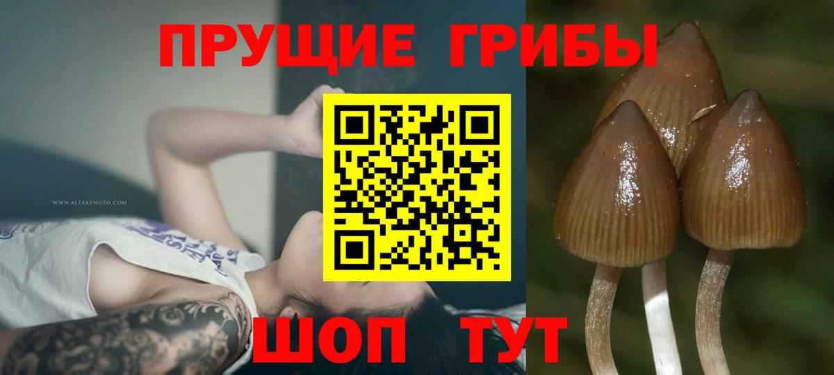 Псилоцибиновые грибы MAGIC MUSHROOMS  Вход с VPN  Галлюциногенные грибы Psilocybe  Оренбург 